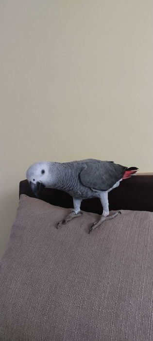 Налично бебе Жако