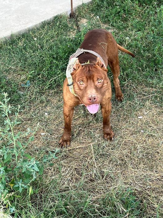 Питбуль 1.5 года