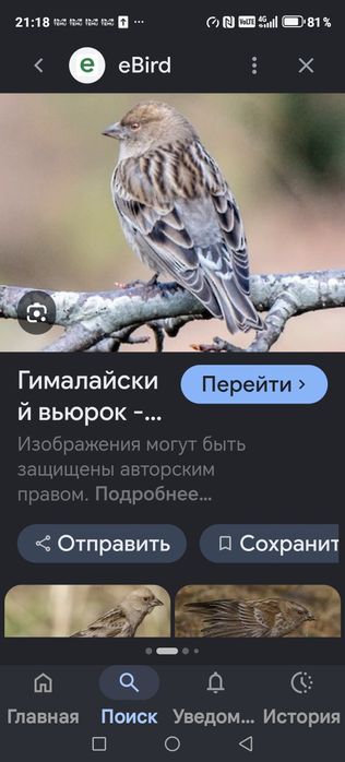 Продам птицу певчую