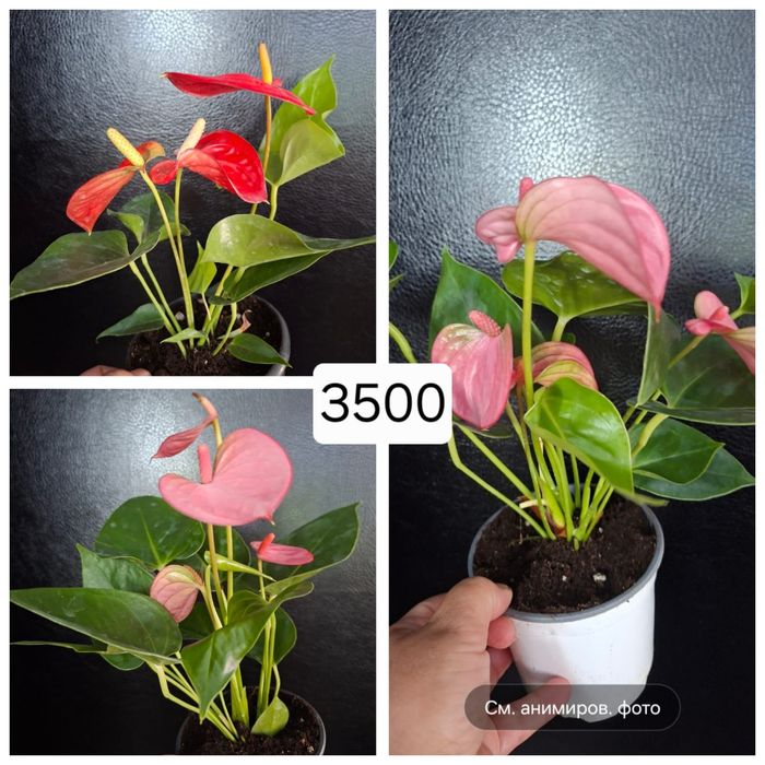 Продам комнатные цветы.