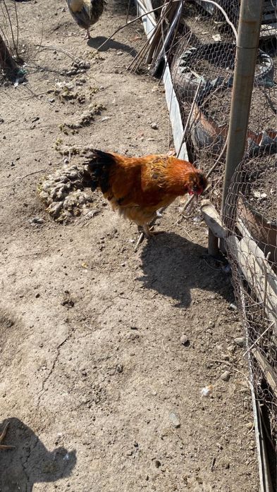 Әтеш,петух молодые