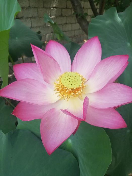 Лотосы очень красивые