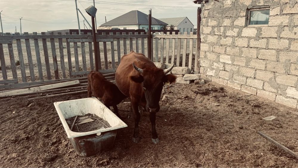 Сиыр, бұзаулы сиыр , корова