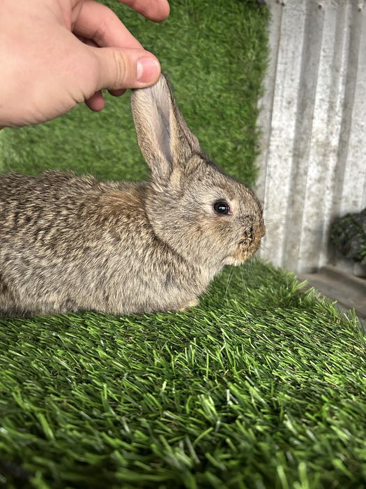 Продам месячных крольчат Фландер