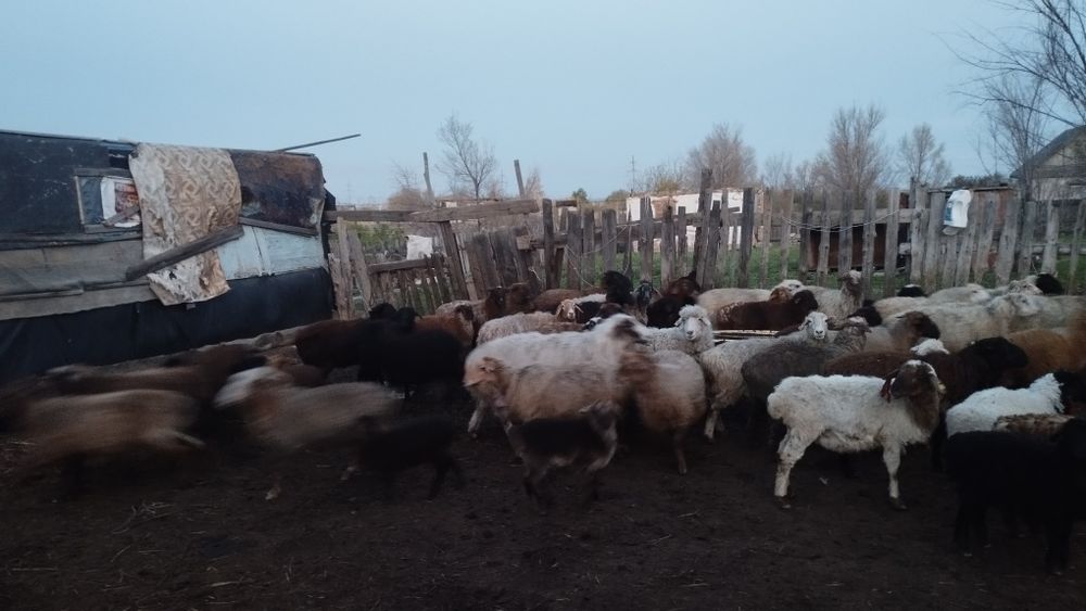 Бараны козы хорошей породы