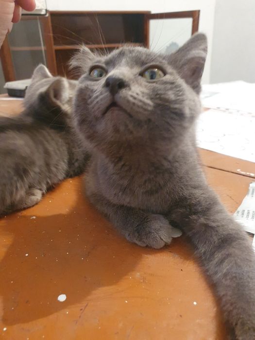 Отдам бесплатно кошечек ( девочки )
