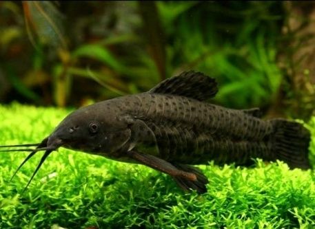 Рыбки меченосецы  и сомики