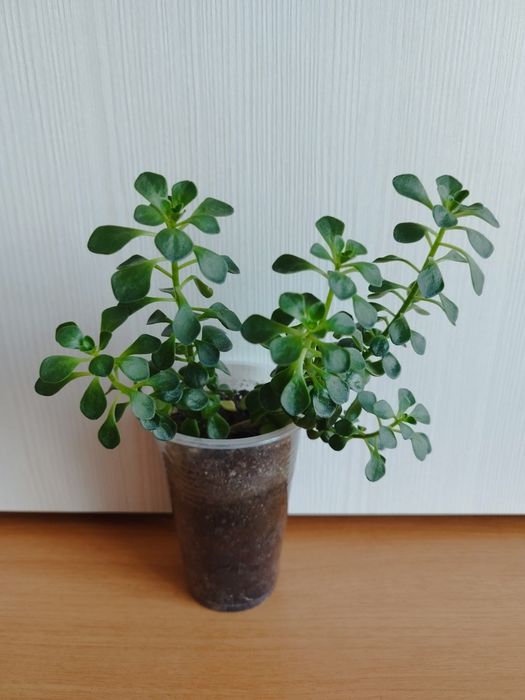 Продам комнатные растения