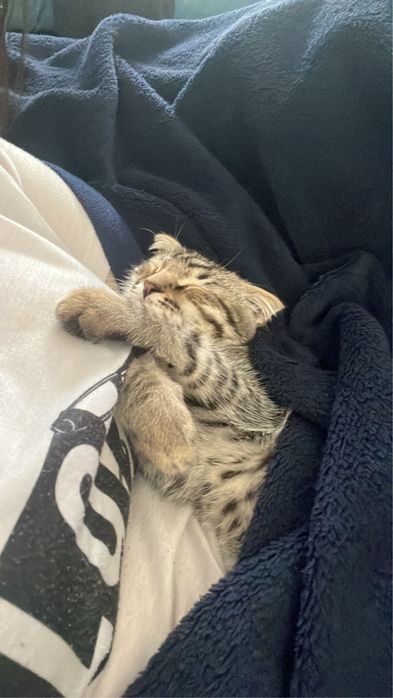 Потерялся котенок