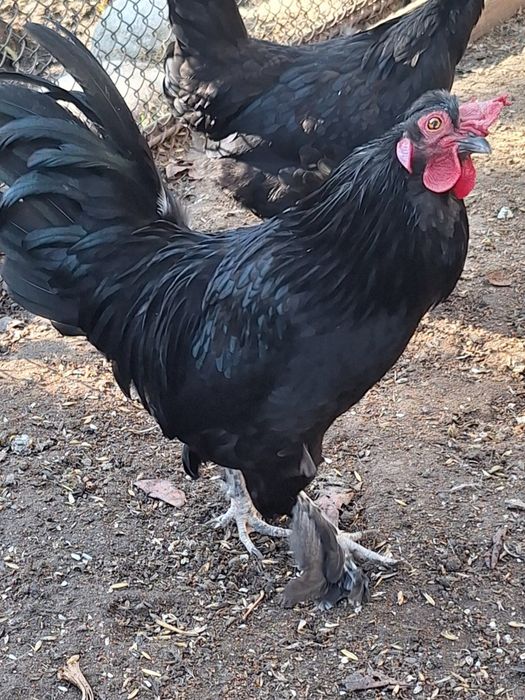 Петух карликовый