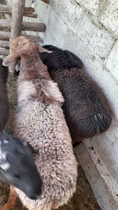 Qòchqorlat sotiladi 4 ta