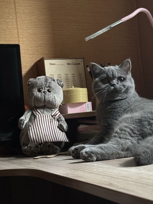 Продам кошку 7 месяцев