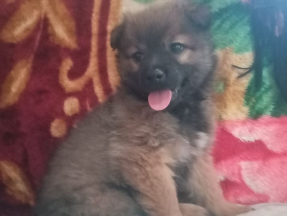 Месячный щенок девочка