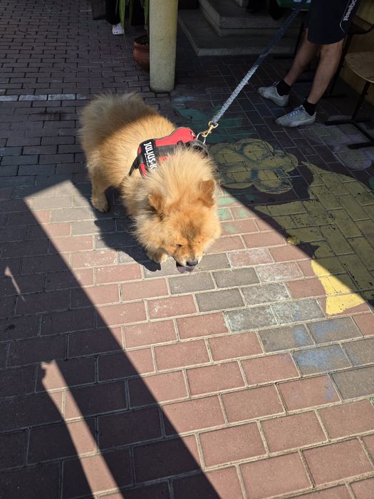 Chow Chow  3 luni