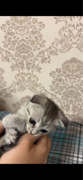 Отдам в добрые руки