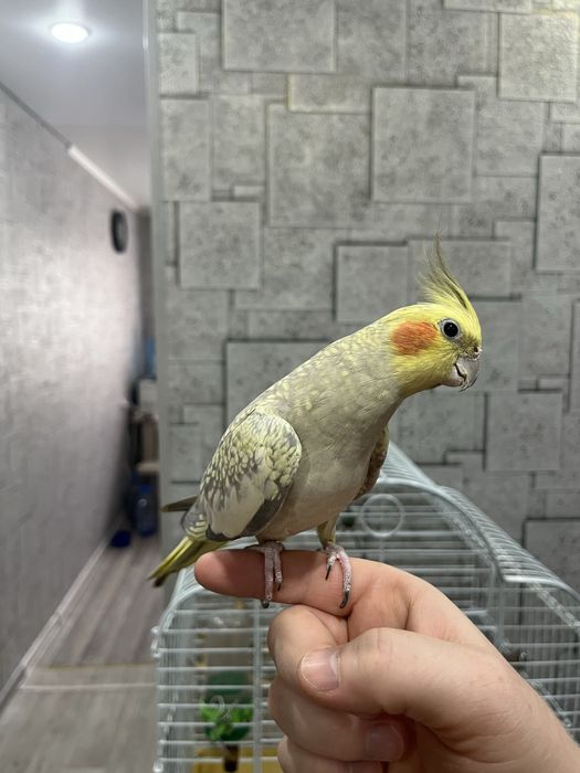 Продам Попугая корелла с клеткой