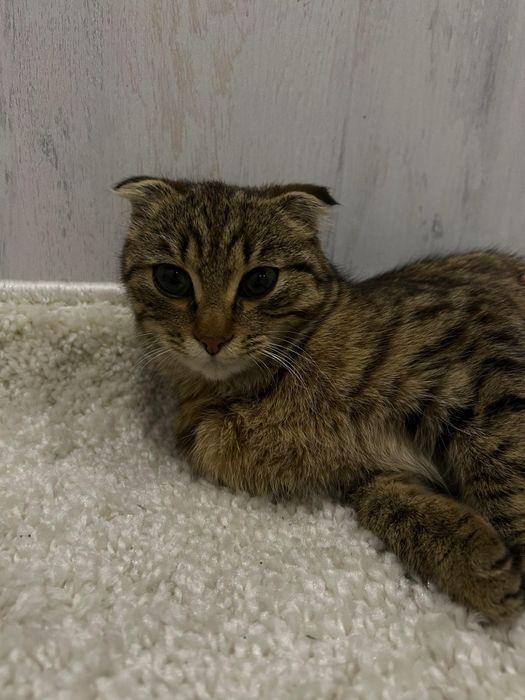 Кошечка скоттишь-фолд