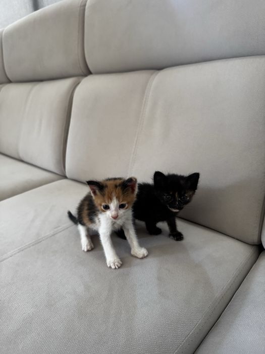 кошкаа шотландский