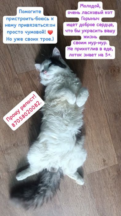 Отдам даром мальчики котята