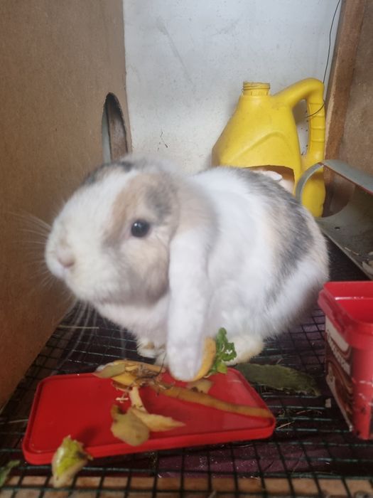 Karlik baran quyonlar sotiladi