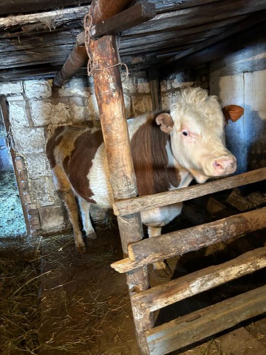 Продаю бычков откорм еще есть кошкары