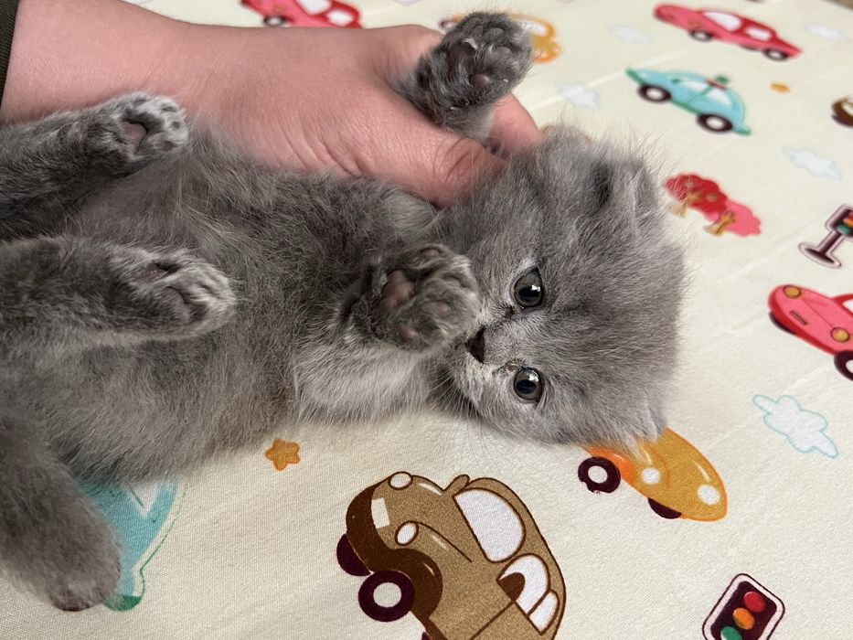 Продам котята родились 7 марта