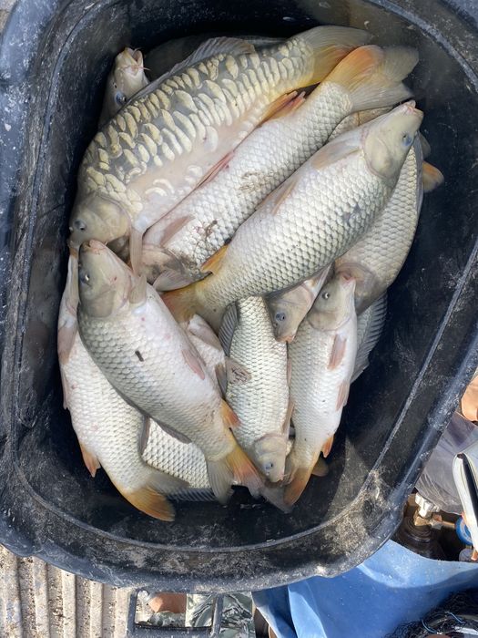 Перевозка живой рыбы