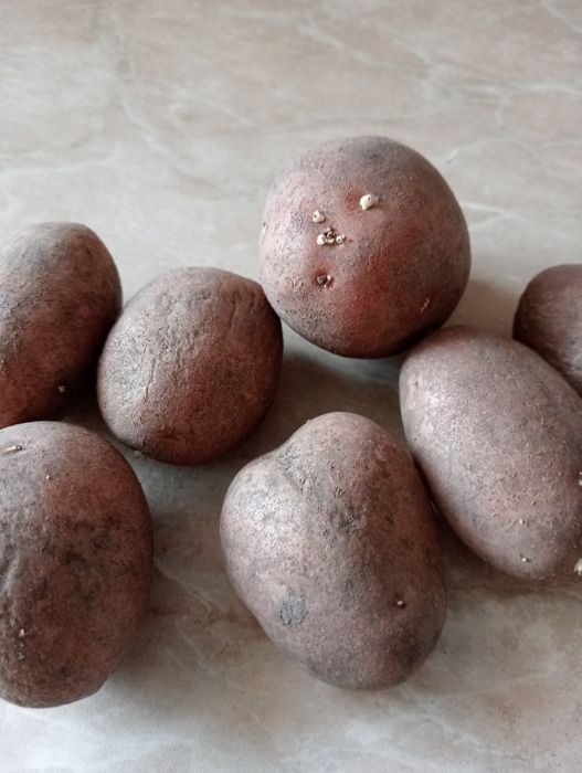 Картофель для еды и семенной для посадки