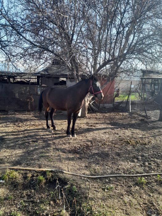 Пародам кабылу очень хорошая