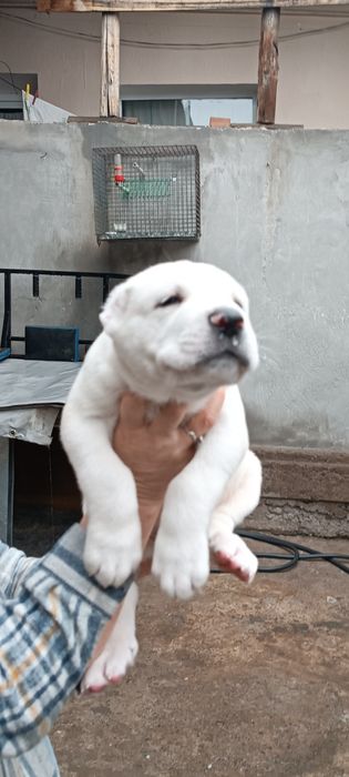 Алабай # мальчик #