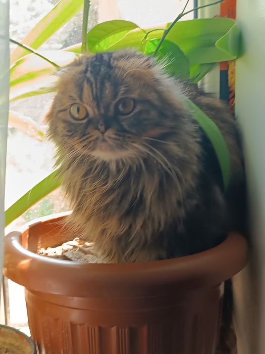 Вязка.  Персидская веслоухая девочка