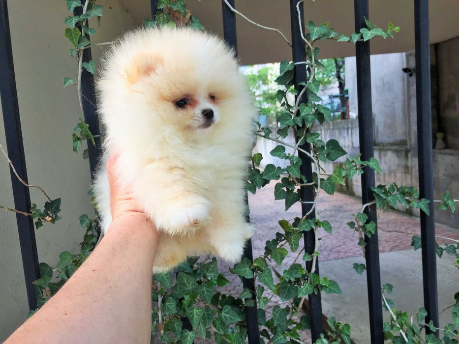 Померан мини Померанчета