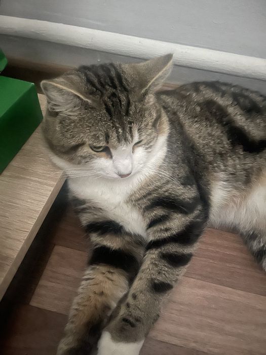 Отдам в добрые руки кота