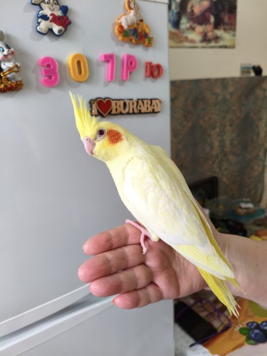 Продаются птенцы кареллы.