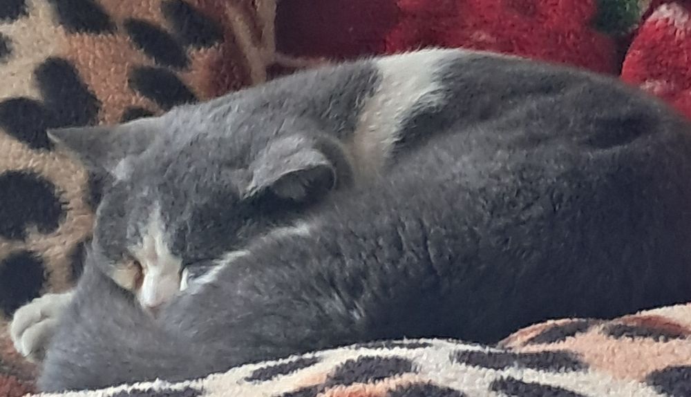 Britsh shorthair mushugi