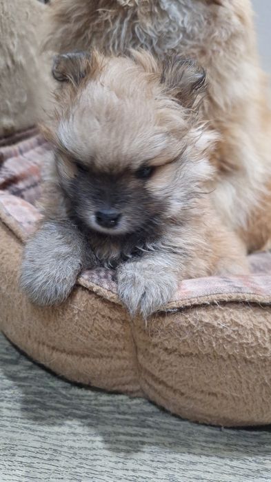 Продаются Щенки шпица