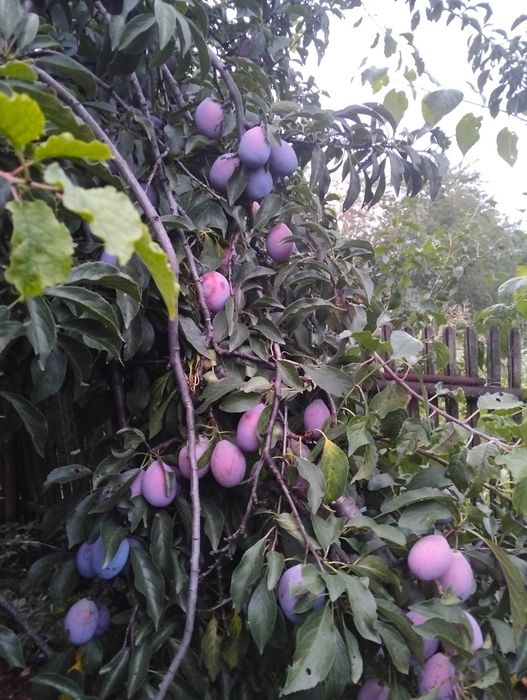 Prune mari 4 lei kg. Pușcași, Prahova