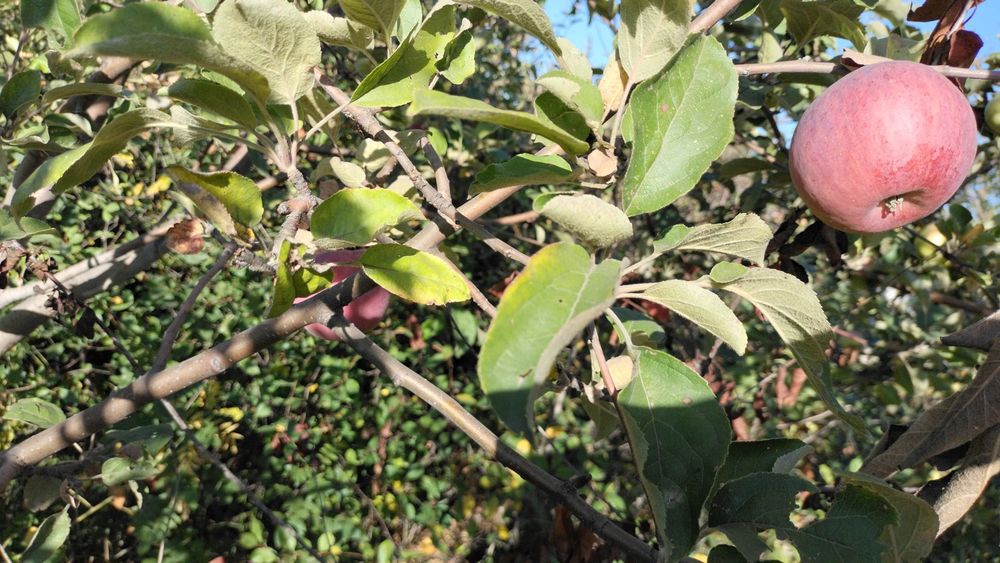 Саженцы яблони и груши