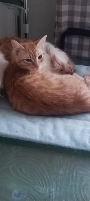 Глазастый, ласковый котик!