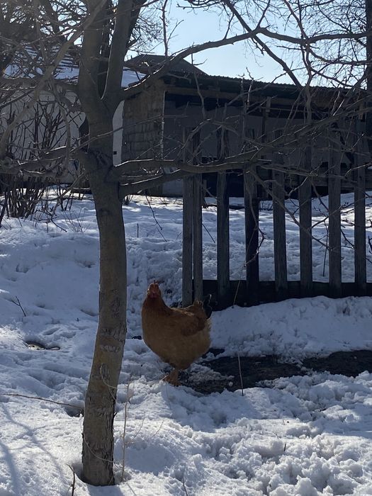 5 Тауық 1 Қоразымен сатылады