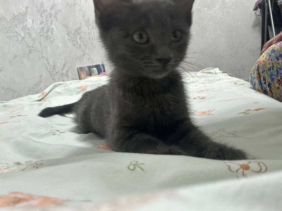 кошка  скотиш страйт