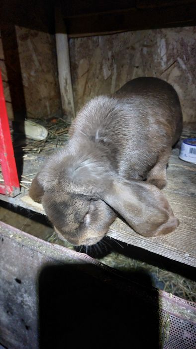 Vand iepuroi berbec german