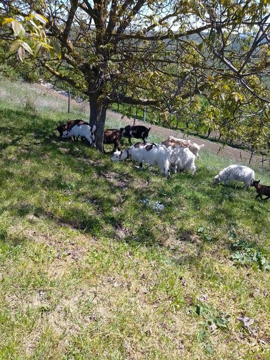 Vând  12 capre  bune de lapte