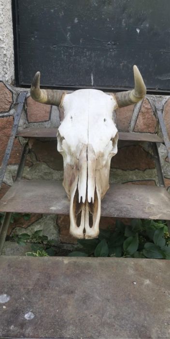 Черепи рога най-новото