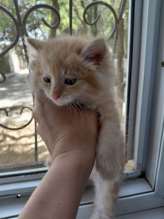 Котята  Тараз бесплатно