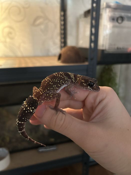 Геккон Милли  Самец