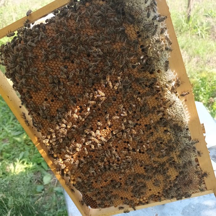 Пчелни семейства и пчелни отводки ДБ