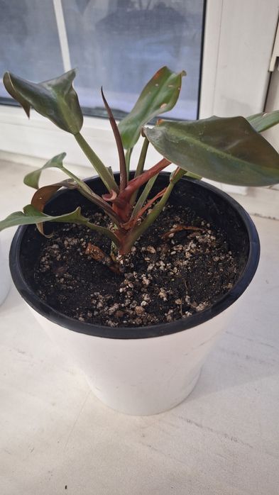 Продаются цветы.Филодендрум.