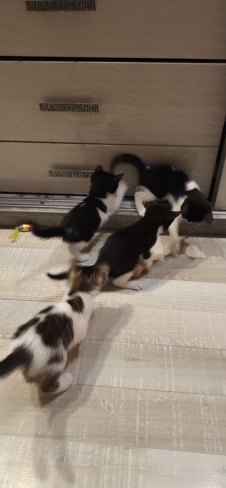 Подаряваме 4 котенца от Кючук Париж Пловдив..