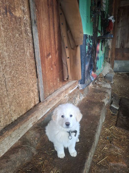 Каракачанско кученце